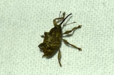 <i>Curculio venosus</i>