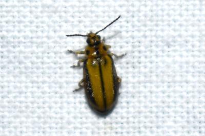 <i>Xanthogaleruca luteola</i>