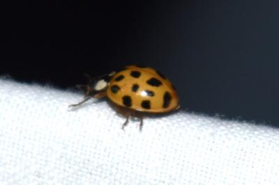 <i>Harmonia axyridis</i>