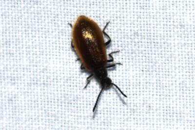 <i>Lagria</i>
