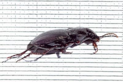 <i>Abax parallelus</i>