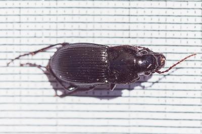 <i>Abax parallelus</i>