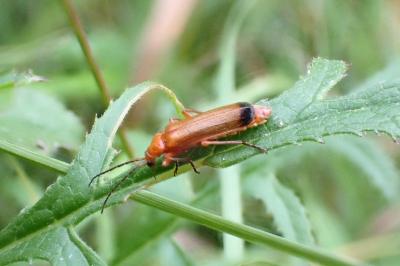 <i>Rhagonycha fulva</i>