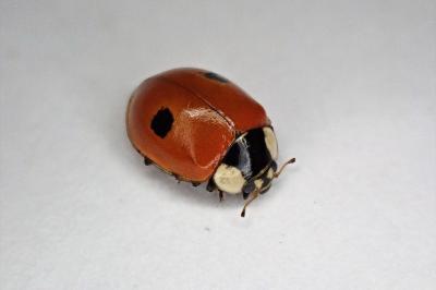 <i>Adalia bipunctata</i>