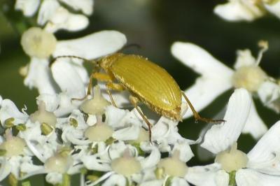 <i>Cteniopus sulphureus</i>