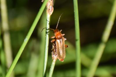 <i>Cantharis</i>