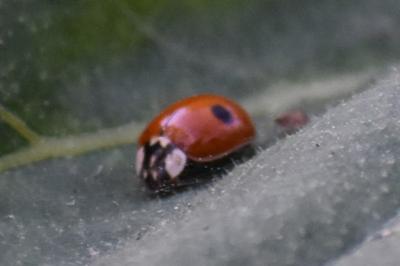<i>Adalia bipunctata</i>
