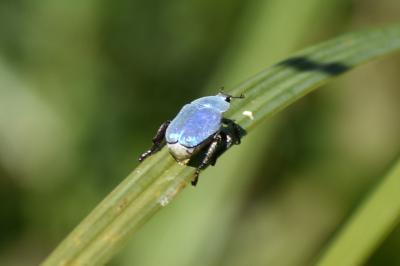 <i>Hoplia coerulea</i>
