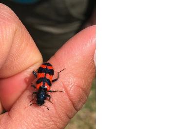 <i>Trichodes alvearius</i>