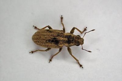 <i>Sitona</i>