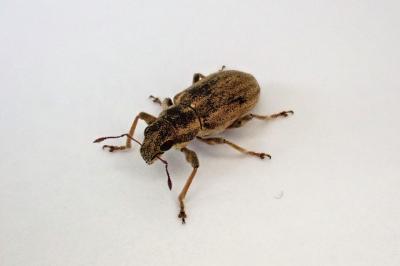 <i>Sitona</i>