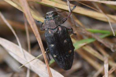 <i>Chrysobothris affinis</i>