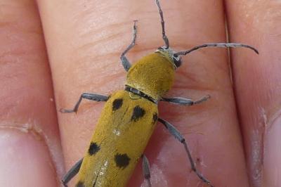<i>Chlorophorus glabromaculatus</i>