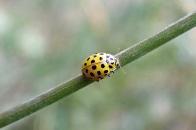 <i>Psyllobora vigintiduopunctata</i>