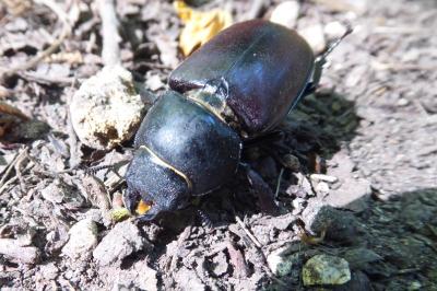 <i>Lucanus cervus</i>