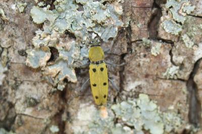 <i>Chlorophorus glabromaculatus</i>