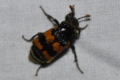 <i>Nicrophorus vespillo</i>