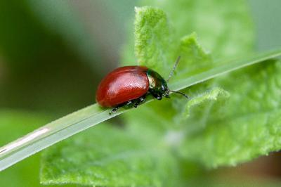 <i>Chrysolina polita</i>