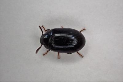 <i>Platydema violacea</i>