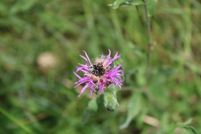 <i>Oxythyrea funesta</i>