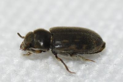 <i>Heterocerus</i>