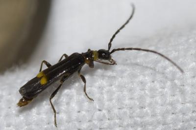 <i>Malthodes</i>