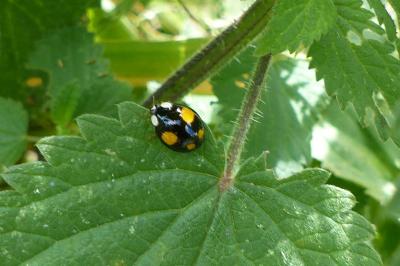 <i>Harmonia axyridis</i>