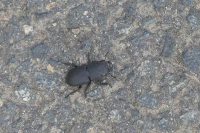 <i>Dorcus parallelipipedus</i>