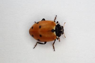 <i>Hippodamia variegata</i>