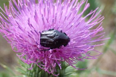 <i>Oxythyrea funesta</i>