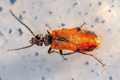 <i>Stenoria analis</i>
