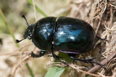 <i>Trypocopris pyrenaeus</i>