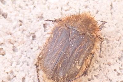 <i>Tropinota hirta</i>