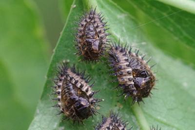 <i>Chilocorus renipustulatus</i>