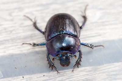 <i>Anoplotrupes stercorosus</i>