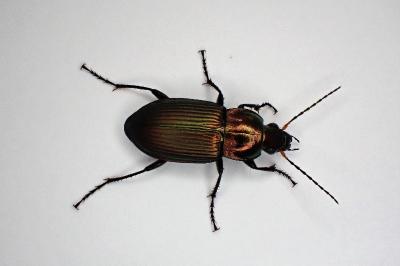 <i>Poecilus cupreus</i>