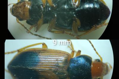 <i>Diachromus germanus</i>