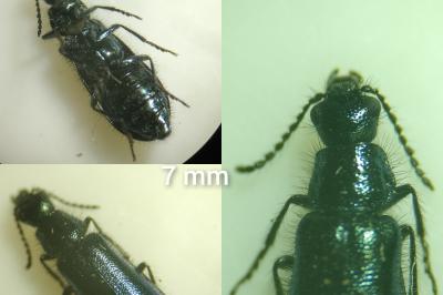 <i>Psilothrix viridicoerulea</i>