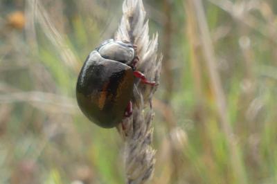 <i>Chrysolina bankii</i>