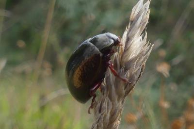 <i>Chrysolina bankii</i>