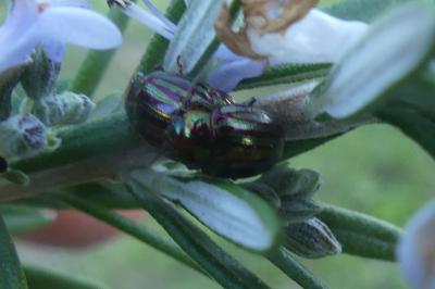 <i>Chrysolina americana</i>