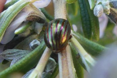 <i>Chrysolina americana</i>