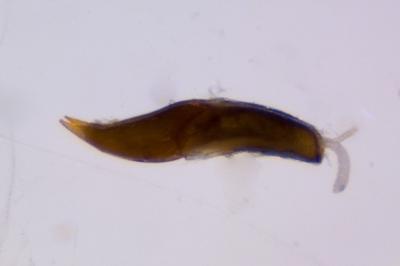 <i>Laccobius femoralis mulsanti</i>
