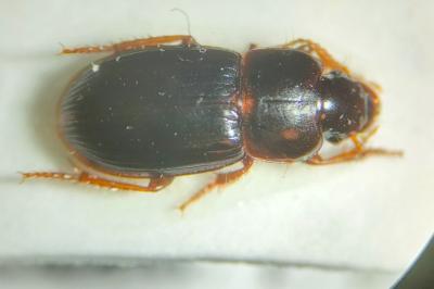 <i>Harpalus subcylindricus</i>