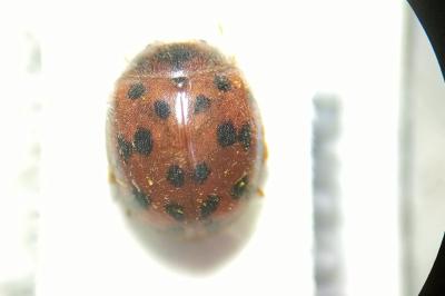 <i>Subcoccinella vigintiquatuorpunctata</i>