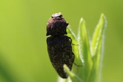 <i>Agrypnus murinus</i>