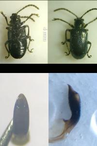 <i>Oulema gallaeciana</i>