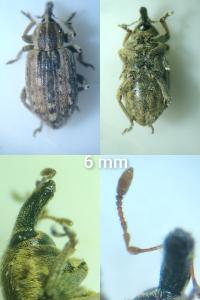 <i>Hypera postica</i>