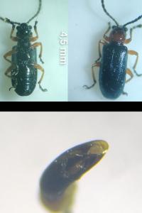 <i>Oulema melanopus</i>