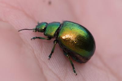 <i>Chrysolina herbacea</i>